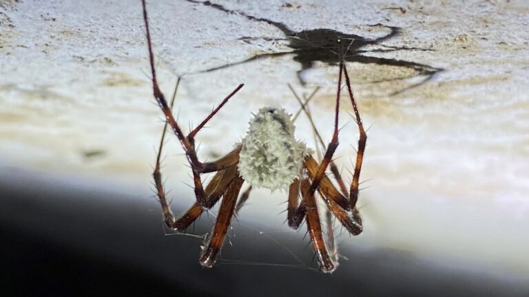 A fungus that is named Sir David Attenborough Zombifies Cave Spiders