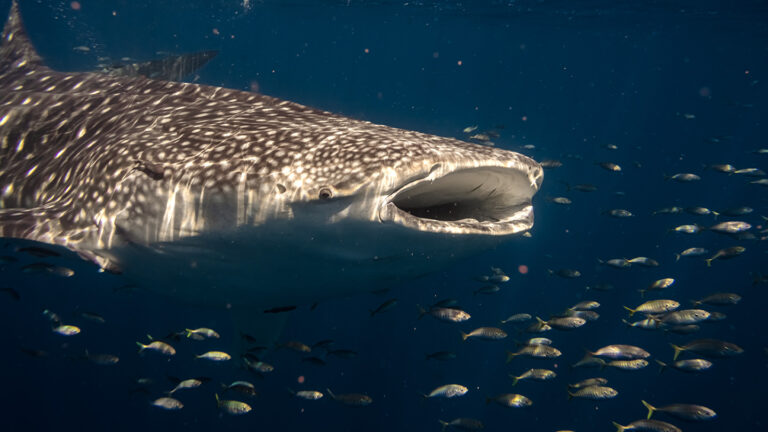 Whale migratory sharks make boxes stops on oil and gas platforms