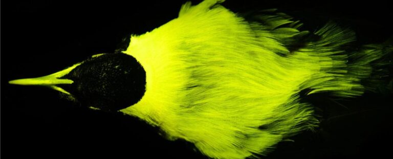 Most Paradise birds are secretly biofluorescent, is the study: Sciencealert