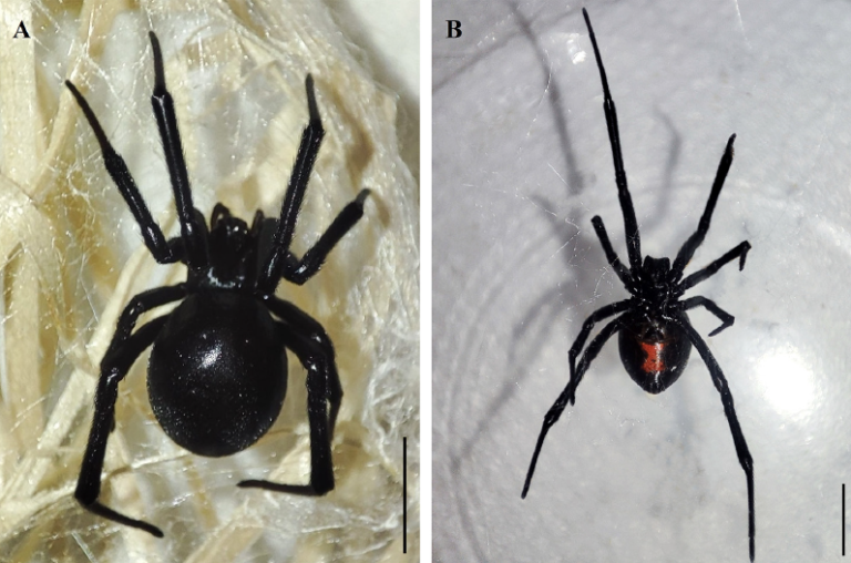 First record of Latrodectus hesperus chamberlin and Ivie, 1935, Western Black Widow (Araneae, Theridiidae), in Slovakia