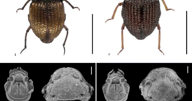 [Entomology • 2025] Georissus Fikaceki and G. Tsokolate • First Georissidae (Coleoptera) of the Philippines with description of two new species of Georissus Latreille, 1809