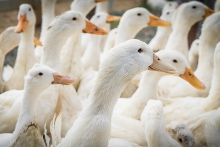 The first highly pathogenic H5N9 outbreak reported on US ducks