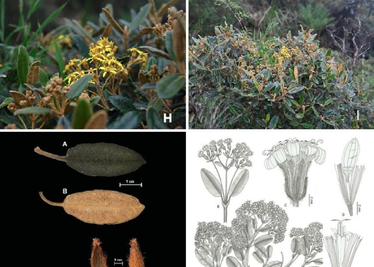 Senecionae) • A new species of northern Peru