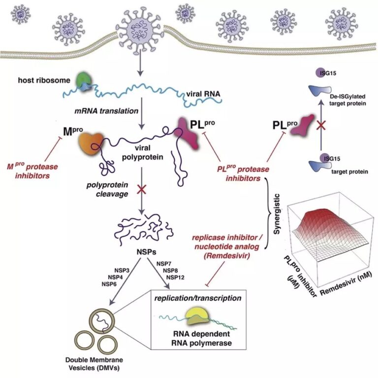 Hepatitis C medications increase the antiviral activity of selecting against COVID-19