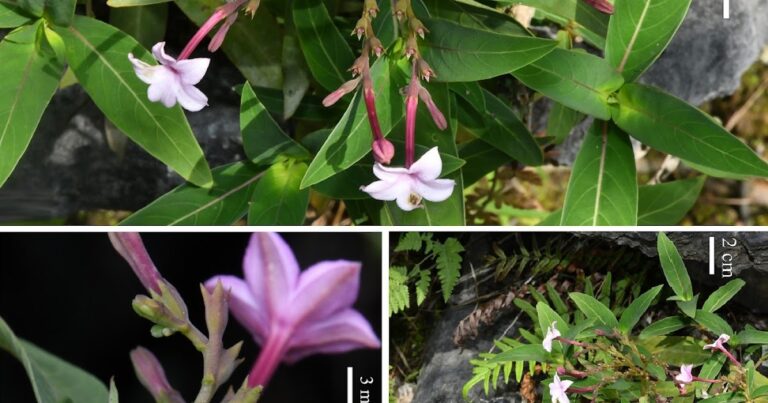 [Botany • 2025] Spiadiclis Scorpiura (Rubiaceae) • A new species of Guangxi, China