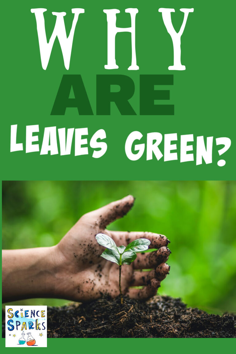 Why are green leaves?