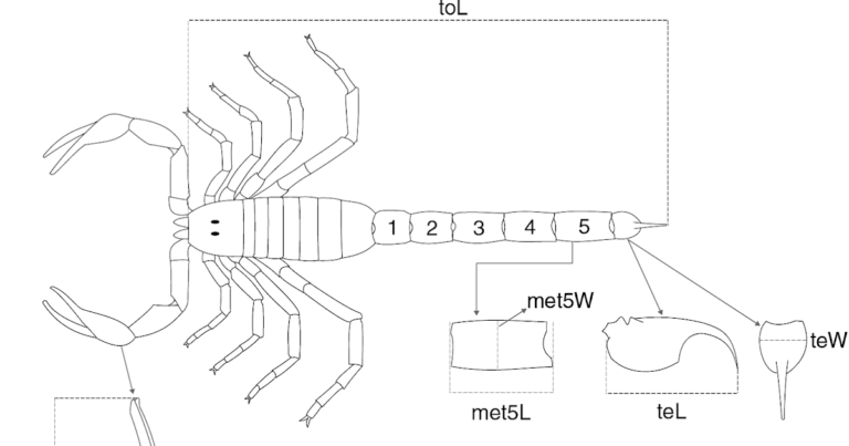 A phylogenetic comparative examination of linear measurements of individual parts of the body