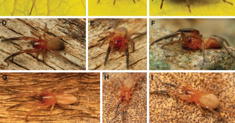 Four new genres of dark sacks from southern Africa (Araneae, trachelidae)