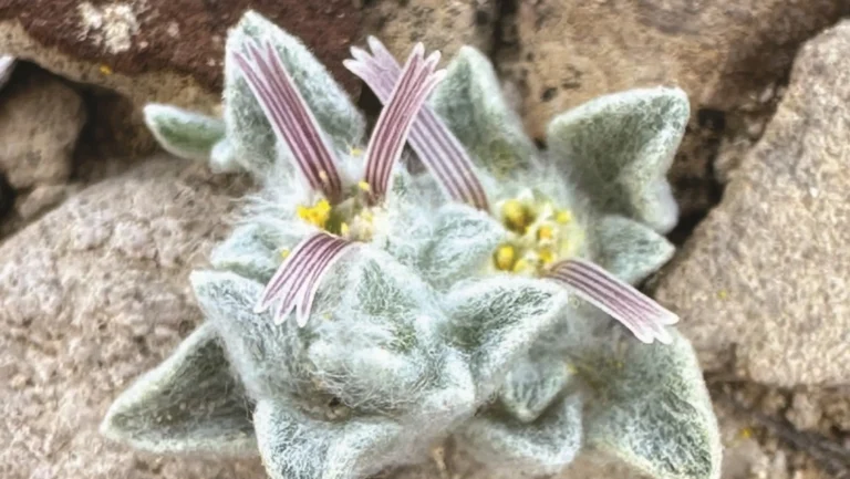 This small diffuse plant is called the Lanudo Devil. It is the first new genre discovered in a United States National Park in 50 years.