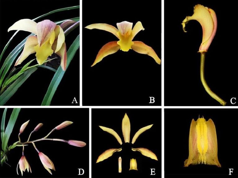 Evidence of molecular morphology and analysis