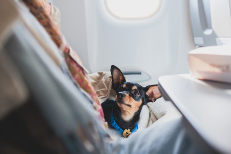 Are airplanes safe for dogs and cats? This is what you should know about pet trips