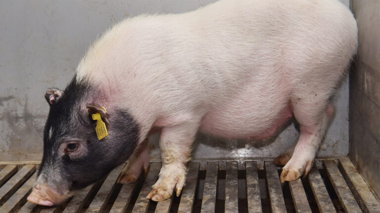 The surgeons transplanted the liver of a pig to a human