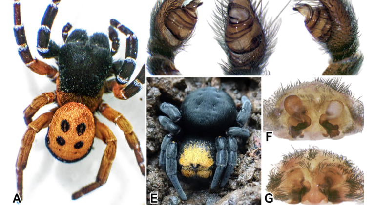 Araneae) of Western Balkans