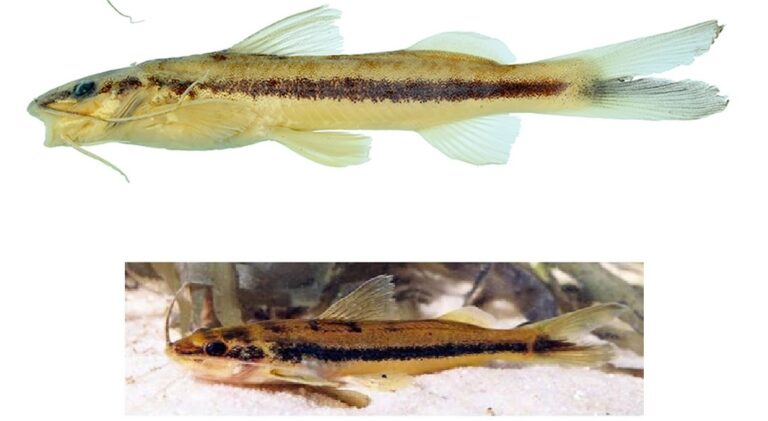 Heptopteridae) of the superior Xingu river basin