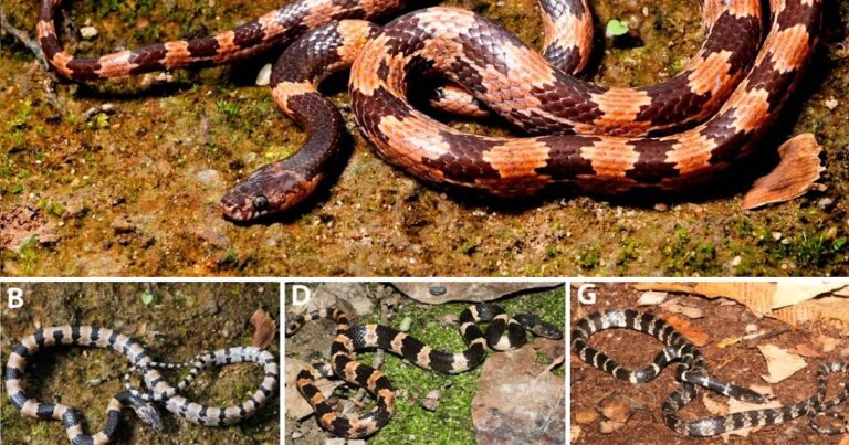 Colubridae) from China and Myanmar, and new data on Lycodon Gongshan