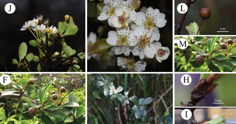 [Botany • 2025] Pyrus Zhaoxuanii (Rosaceae) • A new species of pear from the Danxiahan mountain, Guangdong, China