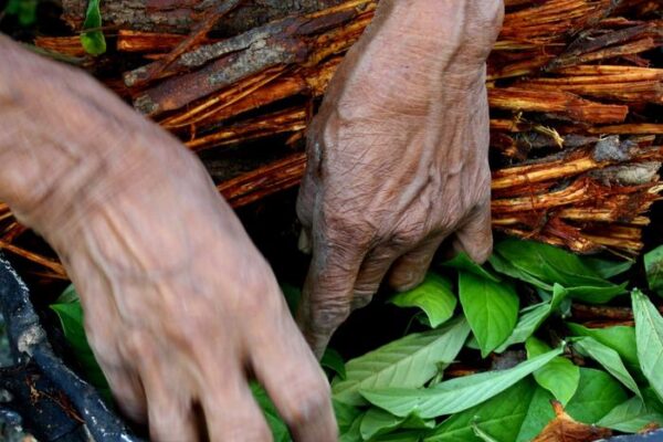 The psychedelic ayahuasca could produce positive or negative mental health effects