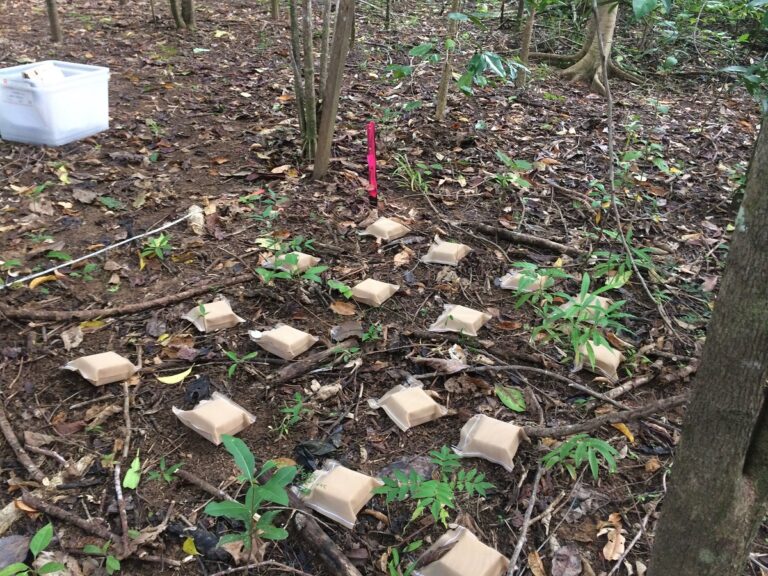Termites can help the regeneration of the Tropical Daintree jungle