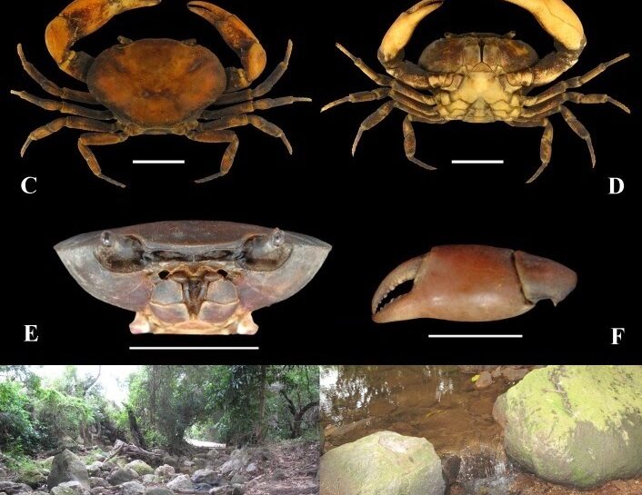 Pseudothelphusidae) by Ceará, northeastern Brazil