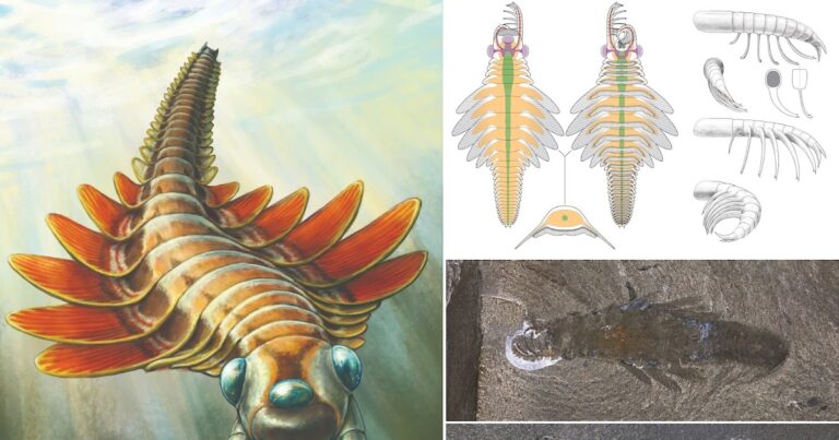 [Paleontology • 2025] MOSURA FENTONI • Early evolution in the tagmosis of arthropod exemplified by a new radiodont of the Lutita de Burgess