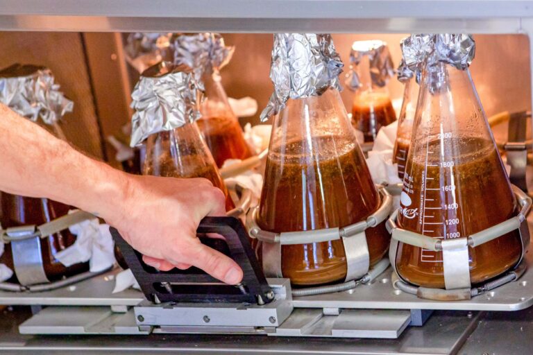 Within the delicious breed for chocolate master cultivated in laboratory