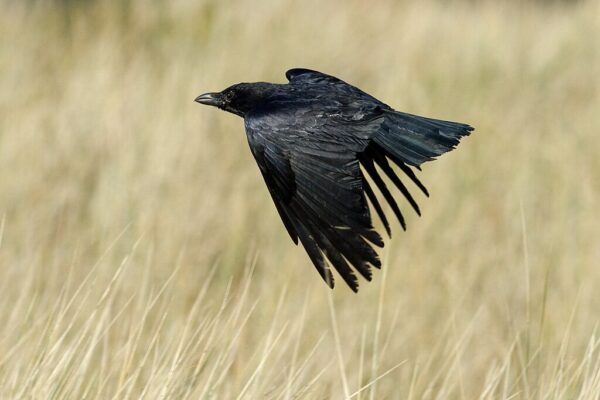 Crowsight – The poetry of science