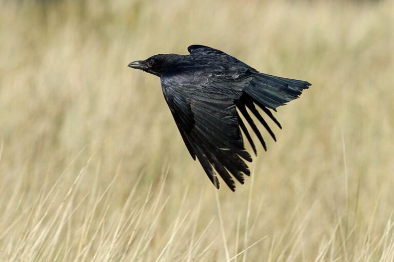 Crowsight – The poetry of science