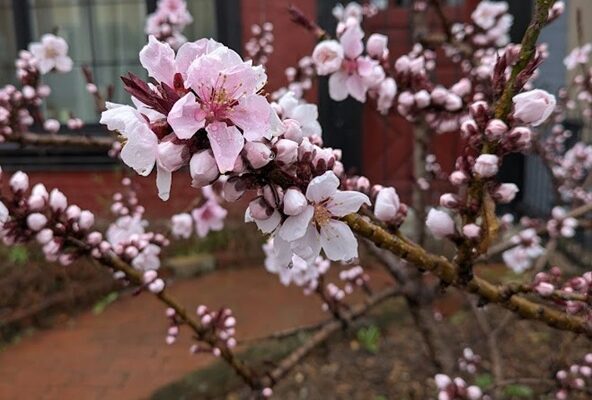 Instant: Flower season