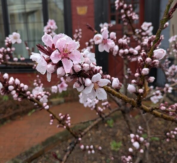 Instant: Flower season