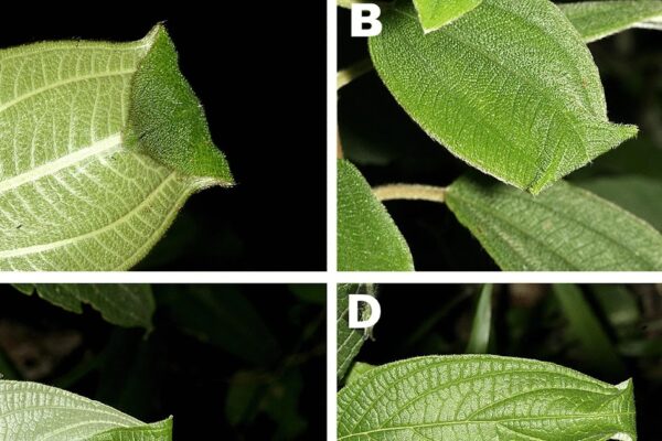 Maternal care efficiency of the ghost spider of the new eldar genus (Araneae: Anyphaenidae, Anyphaeninae) against new Pseudagaurax Malloch species (diptera: chloropidae)