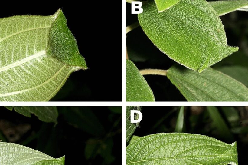 Maternal care efficiency of the ghost spider of the new eldar genus (Araneae: Anyphaenidae, Anyphaeninae) against new Pseudagaurax Malloch species (diptera: chloropidae)