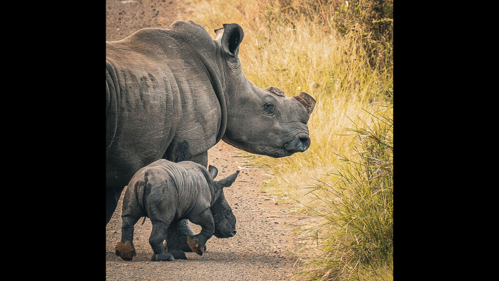 Preemptively cutting rhinos’ horns cuts poaching