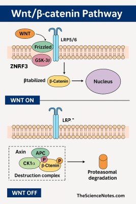 WNT/β-catenin signaling route: a complete description