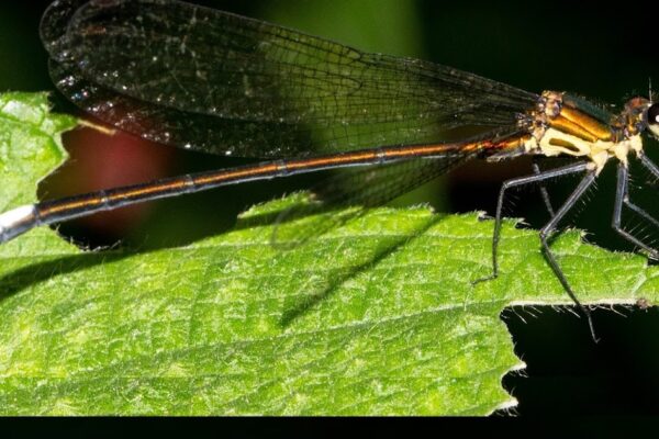 Caloptergidae) by Arunachal Pradesh, India