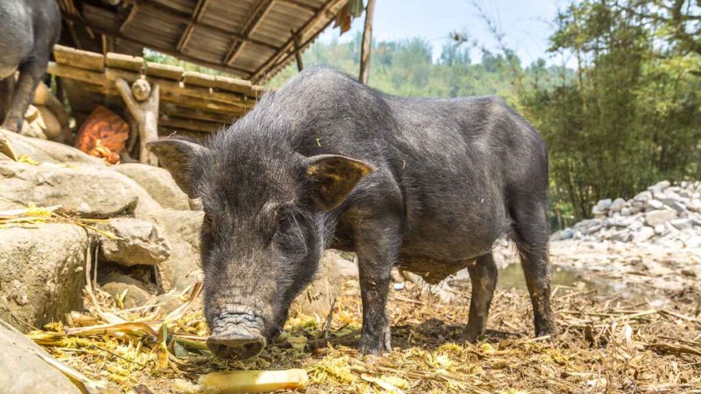 The investigation shows how pigs were domesticated from wild boars in 8,000 years ago in China