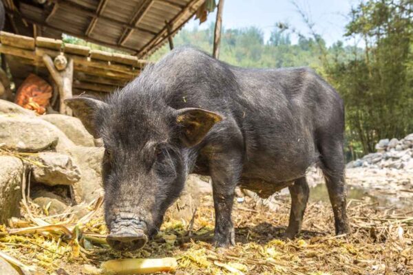 The investigation shows how pigs were domesticated from wild boars in 8,000 years ago in China