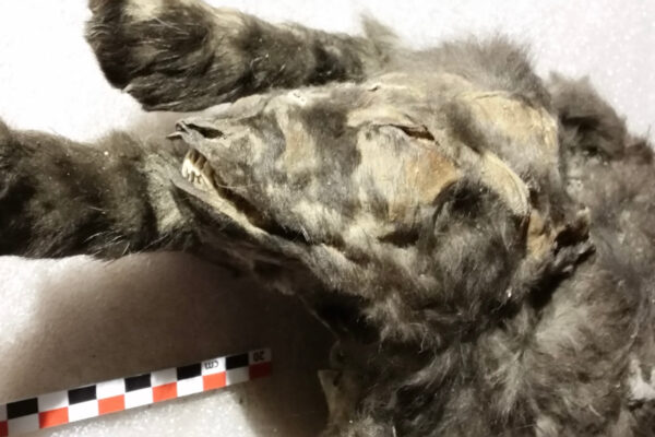 These ice age puppies were actually wolves, and their stomachs were full of wool rhinos