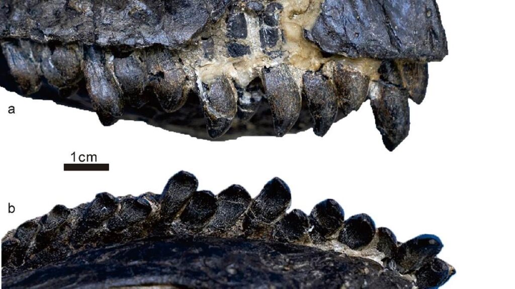 Almost complete dinosaur fossil skull in China is a new species of Jurassic Sauropods