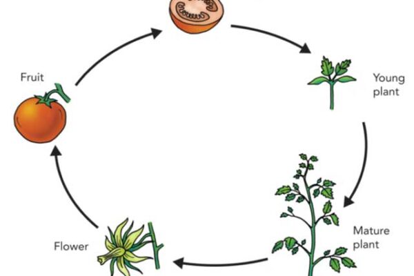 Life Cycle of Plants | How They Grow and Reproduce