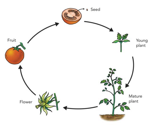 Life Cycle of Plants | How They Grow and Reproduce