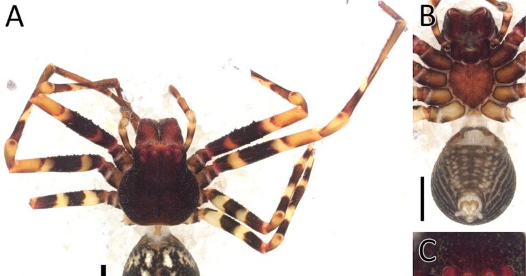 A new genus, five new species and regional records