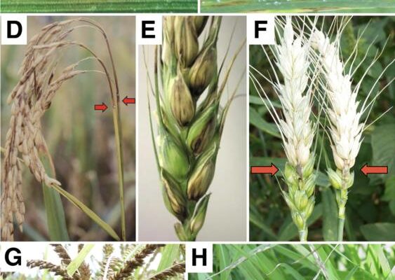 Pathogens, pests and hazards in global food security