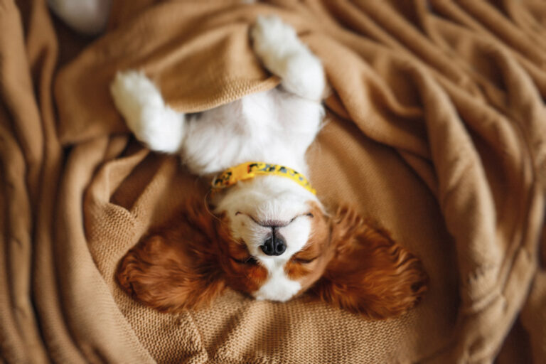 Dogs dream, and most likely they are from their toys, food and you