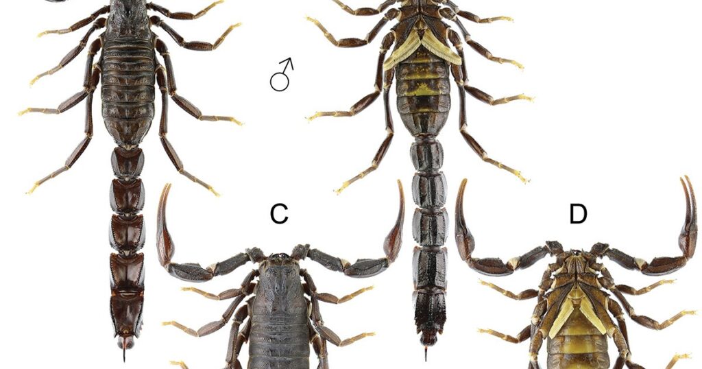 Androctonus Ishtar sp. north. From the provinces of Dohuk and Nineve