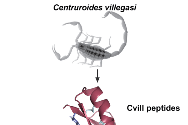 Powerful and selective peptide blockers of the KV1.2 ion channel isolated from the Mexican scorpion centuroids Villegasi