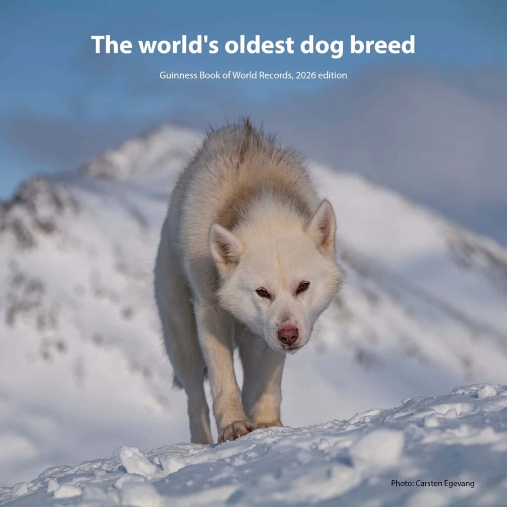The oldest dog’s breed reveals how humans conquered the Arctic, and probably never heard of it.