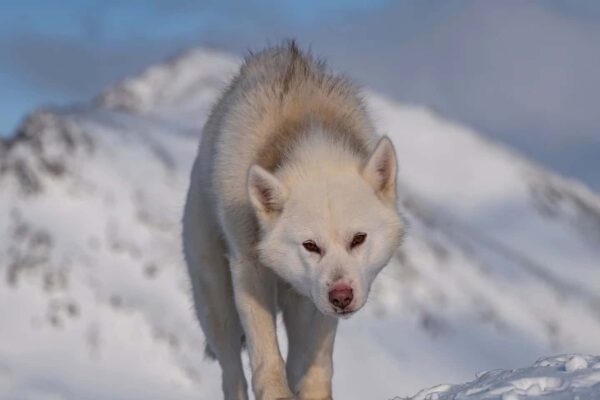 The oldest dog’s breed reveals how humans conquered the Arctic, and probably never heard of it.