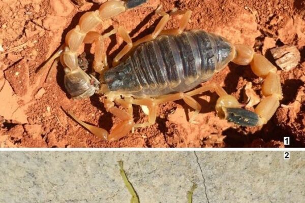 First case of sexual cannibalism in Leiurus Abdullahbayrami Yağmur, Koç and Kunt, 2009 (Scorpionions: Butdae) of Lebanon from Lebanon