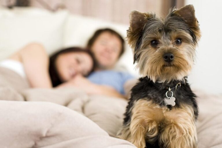 Do dogs know who is good or bad? The surprising truth
