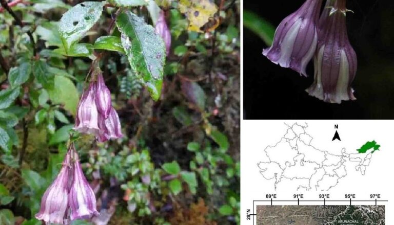[Botany • 2025] Crawfurdia Minuticallyx (Gentianaceae) • A new species of Arunachal Pradesh, India